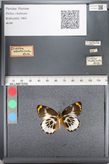 Media type: image;   Entomology 130233